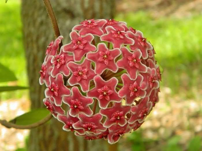 Flor de Cera (botão vermelho)