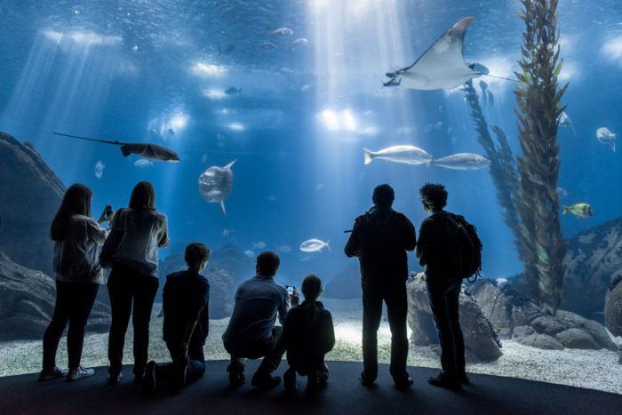 10 atrações turísticas em Lisboa a não perder Oceanário de Lisboa - ©Eco