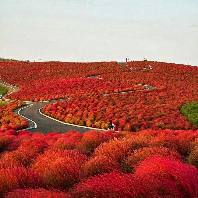 Parque Nacional Hitachi, Japão