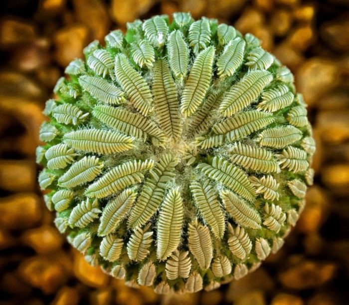 25 fotos fascinantes da geometria da natureza Pelecyphora aselliformis