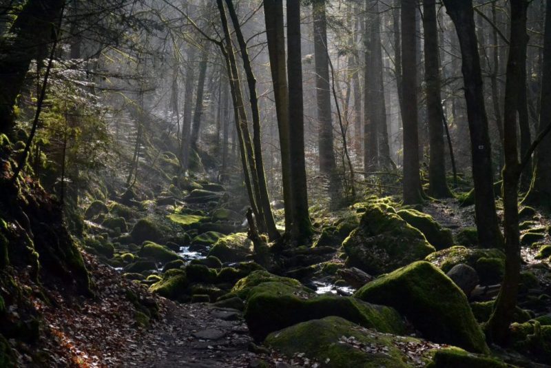 Floresta Negra, Alemanha