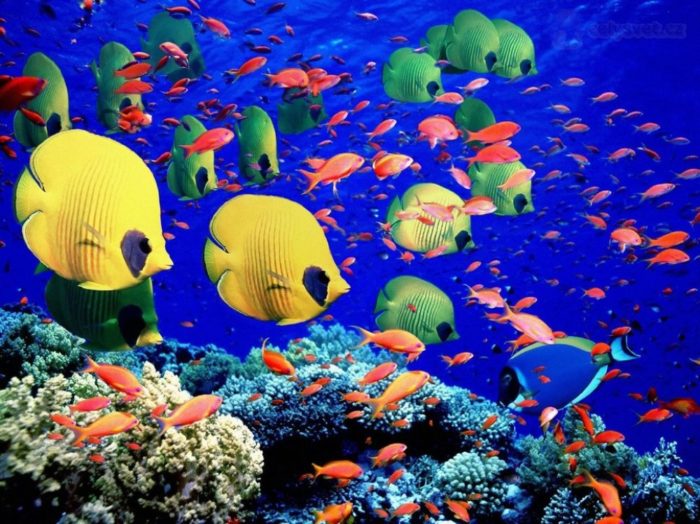 Portugal tem um dos locais onde a natureza enlouqueceu com as cores Great Barrier Reef, Austrália