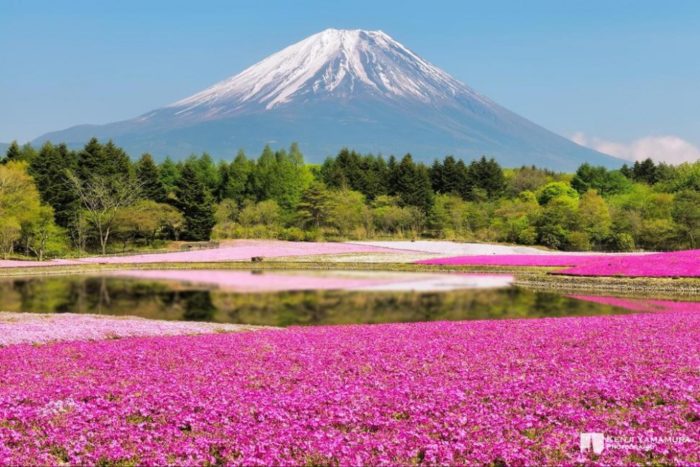 Portugal tem um dos locais onde a natureza enlouqueceu com as cores Parque Hitsujiyama, Japão