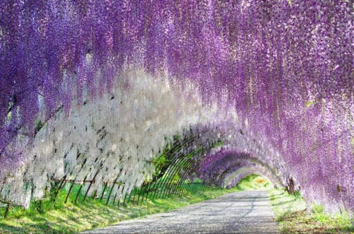 Portugal tem um dos locais onde a natureza enlouqueceu com as cores Jardins de Kawachi Fuji, Japão
