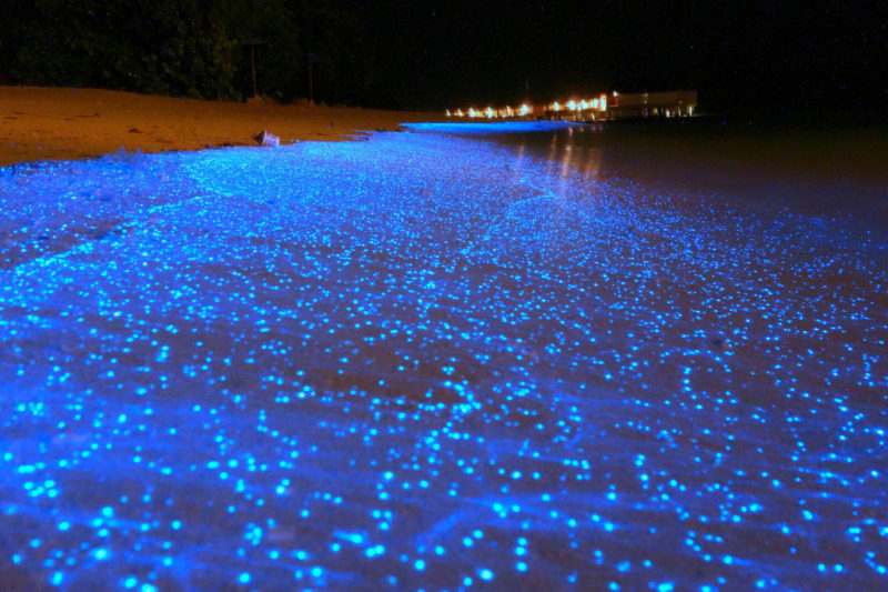 Praia bioluminescente, Maldivas‎ - © MDig