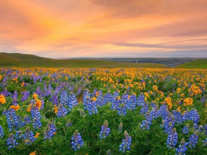 Portugal tem um dos locais onde a natureza enlouqueceu com as cores Vale do Parque Nacional das Flores, Índia
