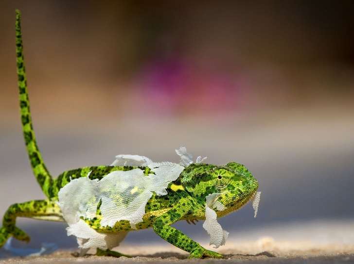 A National Geographic escolheu as melhores fotos 2018, e elas são fantásticas National Geographic melhores fotos 2018