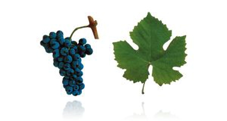 Vinho português, um mundo de diferença Vinho português, um mundo de diferença