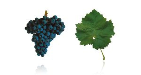 Vinho português, um mundo de diferença Vinho português, um mundo de diferença