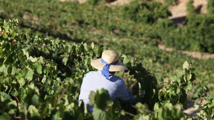 Vinhos Portugueses: o melhor vinho branco do mundo o melhor vinho branco do mundo