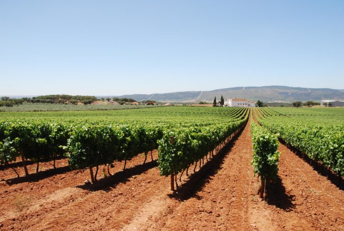 Vinhos Portugueses: os Melhores Vinhos Alentejanos