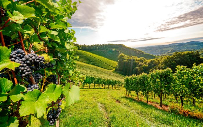 Vinhos Tintos e Brancos: os melhores vinhos nacionais 2019