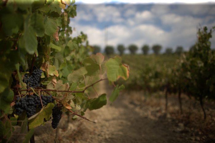 Medalha de ouro em Itália para vinho tinto nacional ouro em Itália para vinho tinto