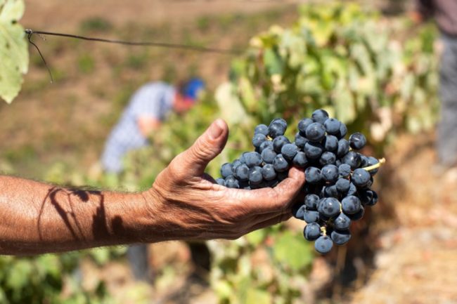 Melhor Vinho do Ano é o Vinho Tinto Quinta Vale Dona Maria Melhor Vinho do Ano é o Vinho Tinto Quinta Vale Dona Maria