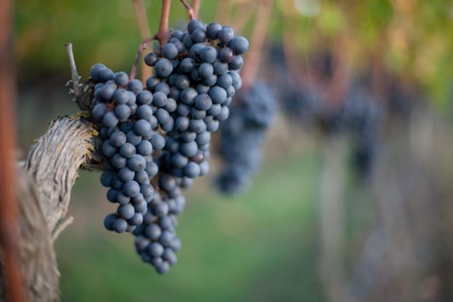 3 deliciosas sopas portuguesas com vinho tinto sopas portuguesas com vinho tinto