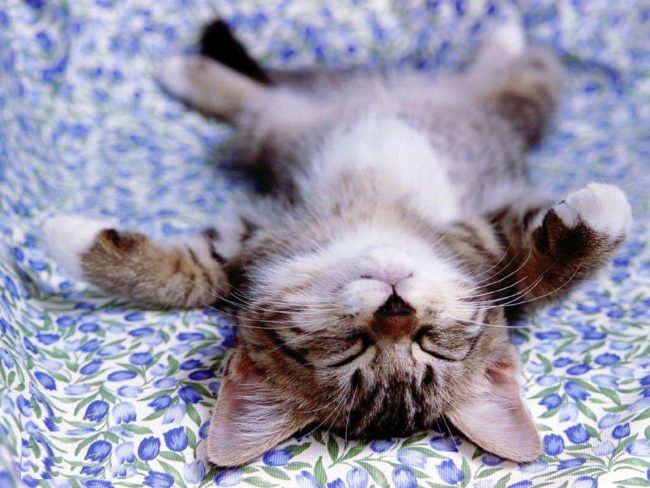 15 coisas que nunca deve fazer a um gato nunca deve fazer a um gato