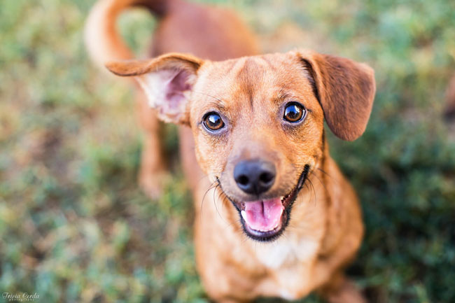 Animais de estimação: 9 coisas que não deve fazer a um cão coisas que não deve fazer a um cão