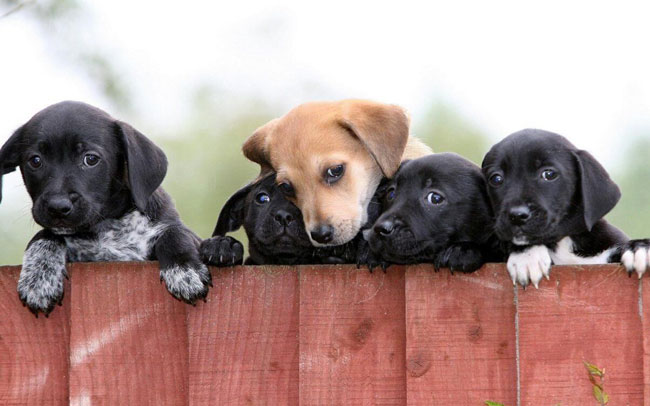 Animais de estimação: 9 coisas que não deve fazer a um cão coisas que não deve fazer a um cão