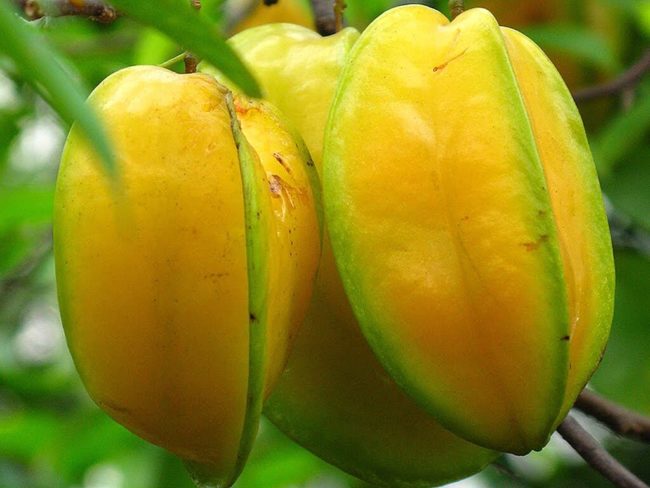 10 frutas especialmente boas para a saúde frutas especialmente boas para a saúde