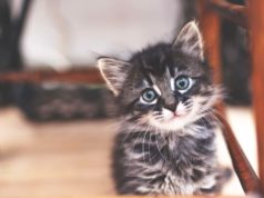 nunca deve fazer a um gato