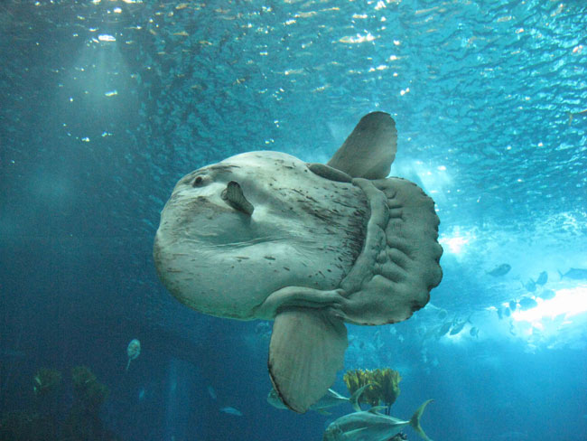 Oceanário de Lisboa é um dos melhores oceanários do mundo Oceanário de Lisboa