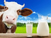 Leite de vaca: prós e contras para a saúde Leite de vaca