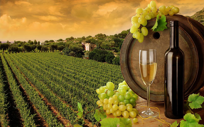 benefícios para a saúde do Vinho Tinto e Branco