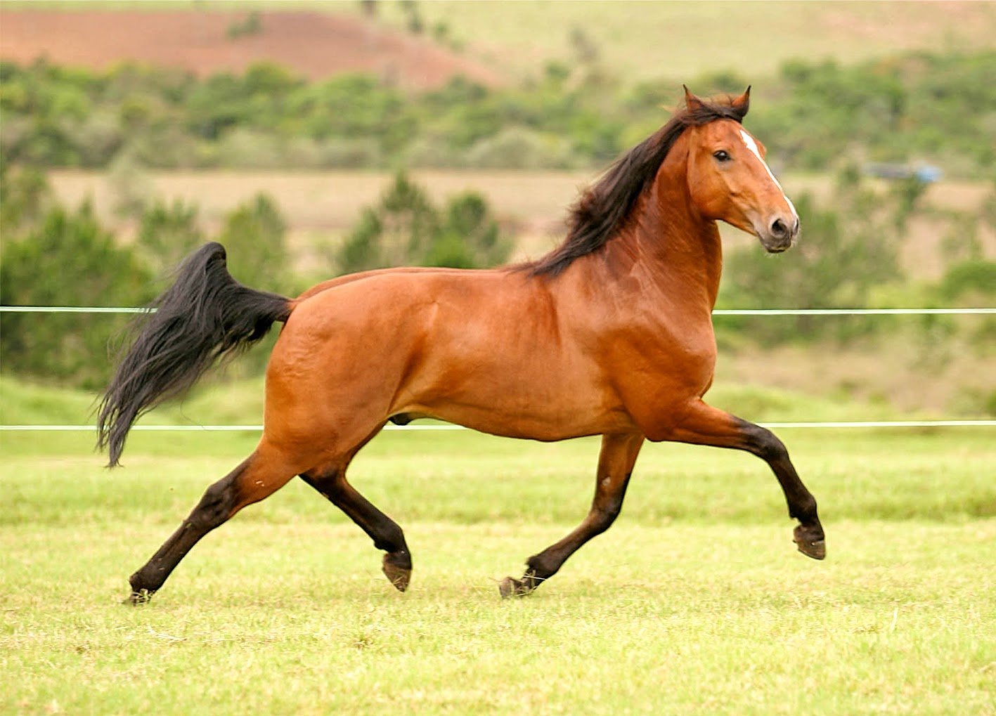 Quais são as características de um cavalo 'frente-aberta'? - Quora