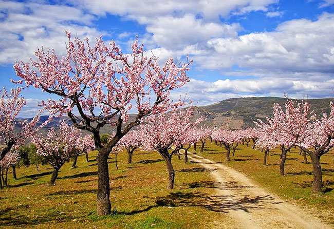 Roteiro imperdível de um dia para ver as Amendoeiras em Flor ver as Amendoeiras em Flor