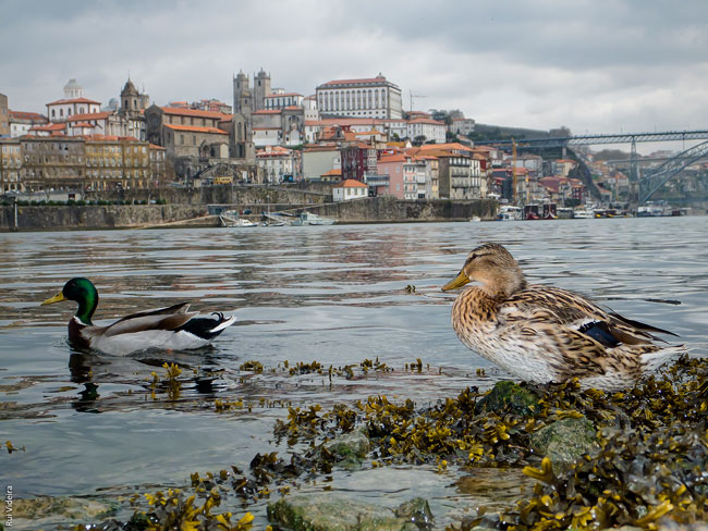 Porto eleito uma das 20 melhores cidades pequenas do mundo Porto eleito uma das 20 melhores cidades