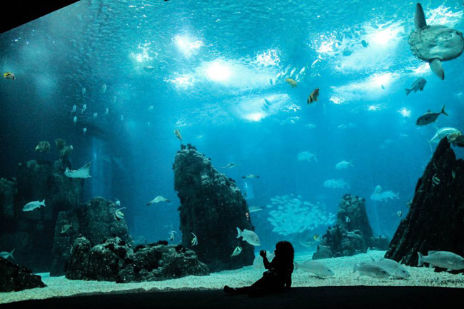 Curiosidades imperdíveis do Oceanário de Lisboa Curiosidades imperdíveis do Oceanário de Lisboa