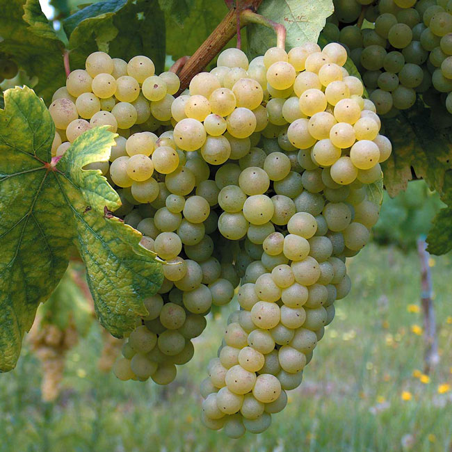 Os melhores Vinhos Verdes 2020. Agarre estas garrafas! melhores Vinhos Verdes 2020