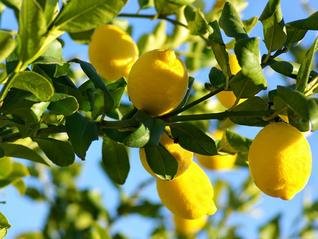 razões para consumir mais Limão