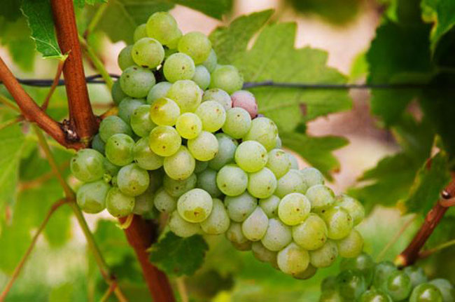 factos sobre o vinho verde