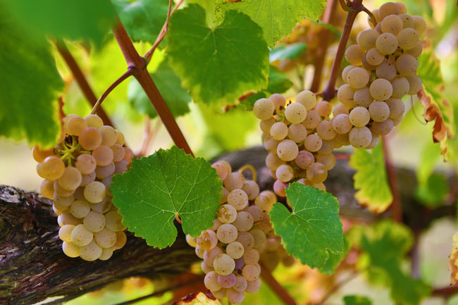 10 factos sobre o vinho verde que tem mesmo de conhecer factos sobre o vinho verde