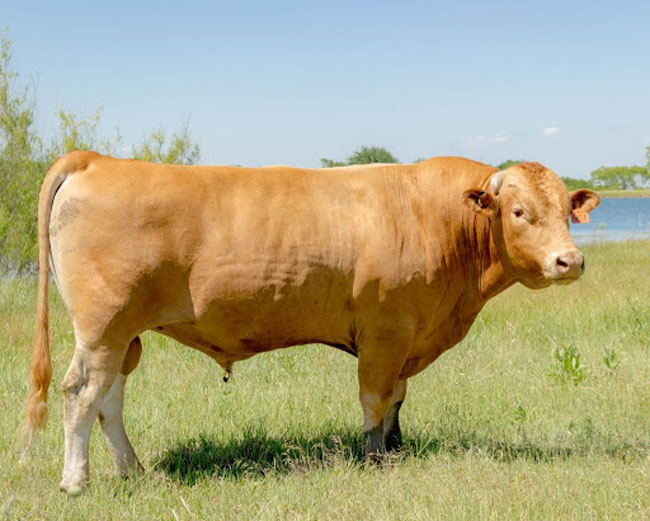 carne de vaca mais cara do mundo