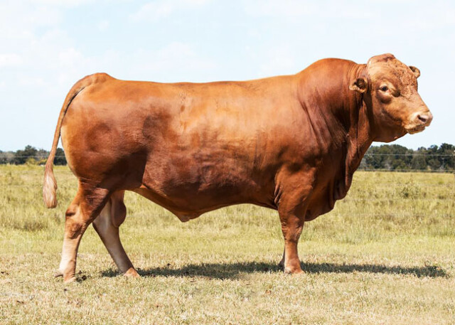 Portugal J Produz A Carne De Vaca Mais Cara Do Mundo Ncultura