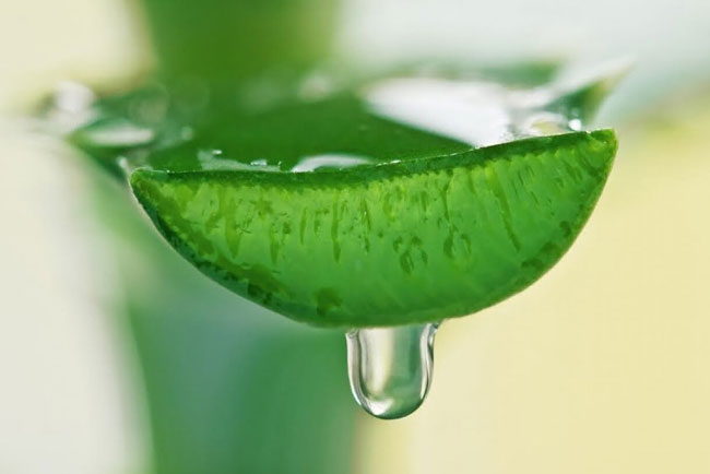 Como cultivar aloé vera em casa. É simples e prático! Como cultivar aloé vera