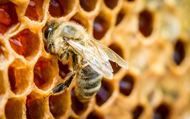 23 benefícios do mel