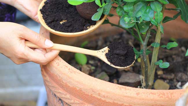 8 modos fantásticos de reaproveitar a borra de café reaproveitar a borra de café