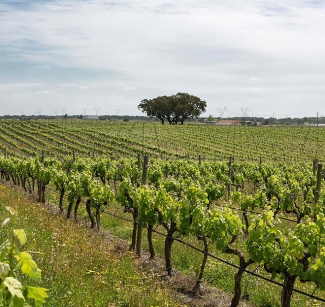 Vinho tinto eleito melhor vinho nacional em Hong Kong vinho tinto eleito melhor vinho nacional