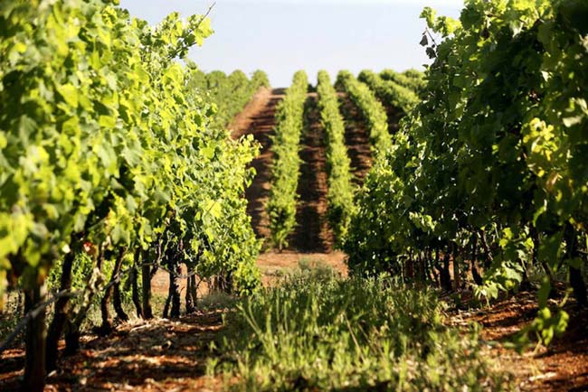 Descubra 3 vinhos portugueses no Top 100 Wine Discoveries vinhos portugueses no Top 100