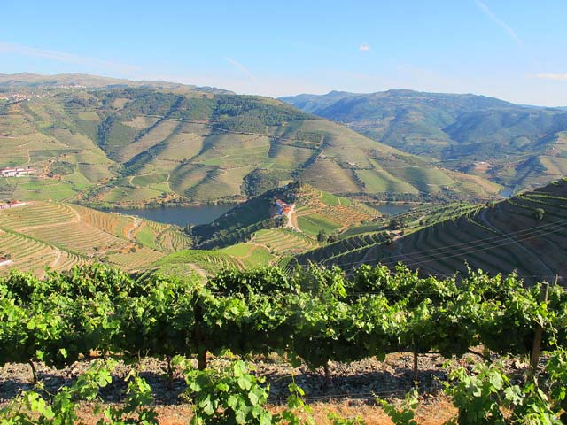 Vinho português eleito como um dos melhores do mundo Vinho português eleito