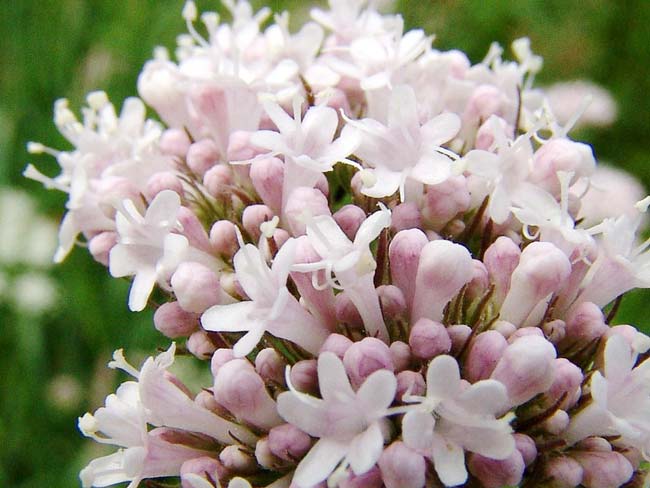 Chá de valeriana para que serve? Confira tudo o que precisa saber! Chá de valeriana