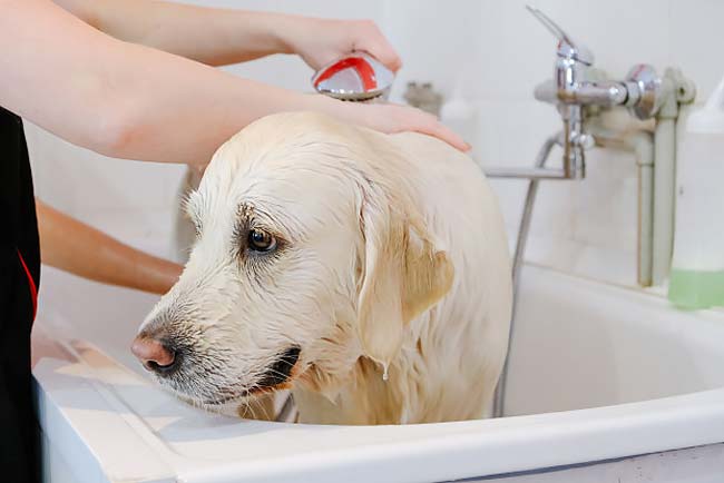 tratar a dermatite dos cães