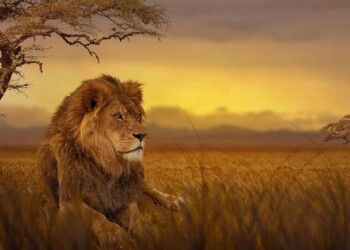 melhores safaris em África