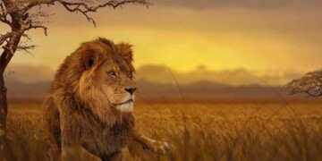 melhores safaris em África