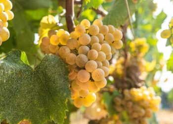 Vinho nacional conquista ouro no Japão
