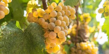 Vinho nacional conquista ouro no Japão