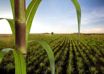 cana-de-açúcar ou cana de açúcar